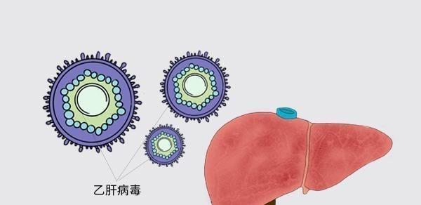 服用乙肝抗病毒藥要注意什么？飯前吃還是飯后吃？